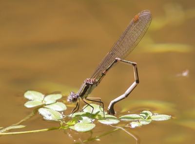 Austrolestes leda